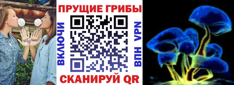 Галлюциногенные грибы Psilocybine cubensis продажа наркотиков Жердевка
